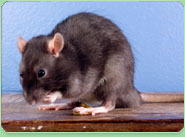 rat control Beeston
