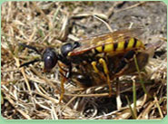 wasp control Beeston